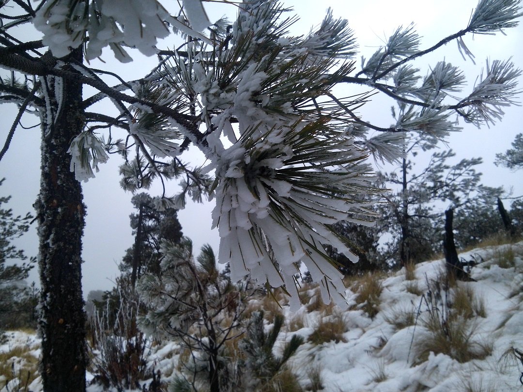 Rosa de las Nieves (flor mexicana) en su entorno natural